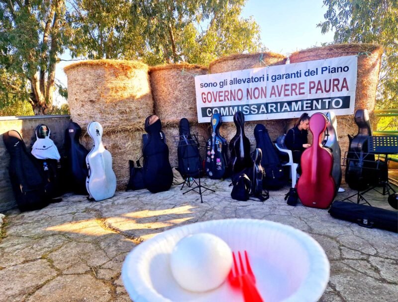 Un requiem per le bufale campane: custode di violoncelli in una stalla deserta del casertano